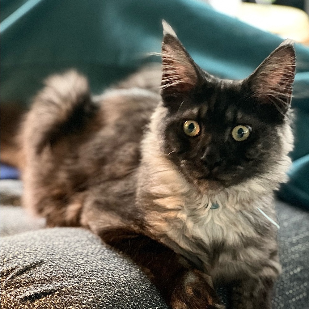 Meet your Posher, Persephone
